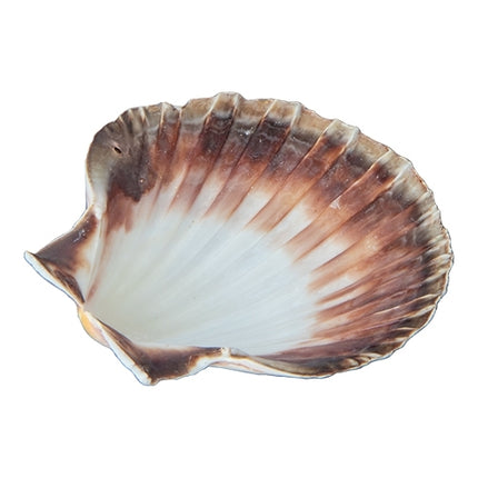 Oester schelp Ø12,0cm
