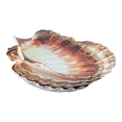 Oester schelp Ø12,0cm